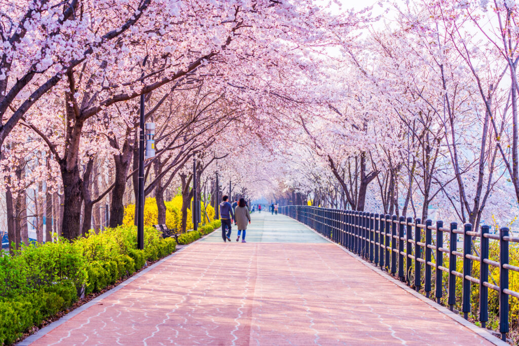 Cherry blossoms bloom down the iconic walking path in Seoul, South Korea 