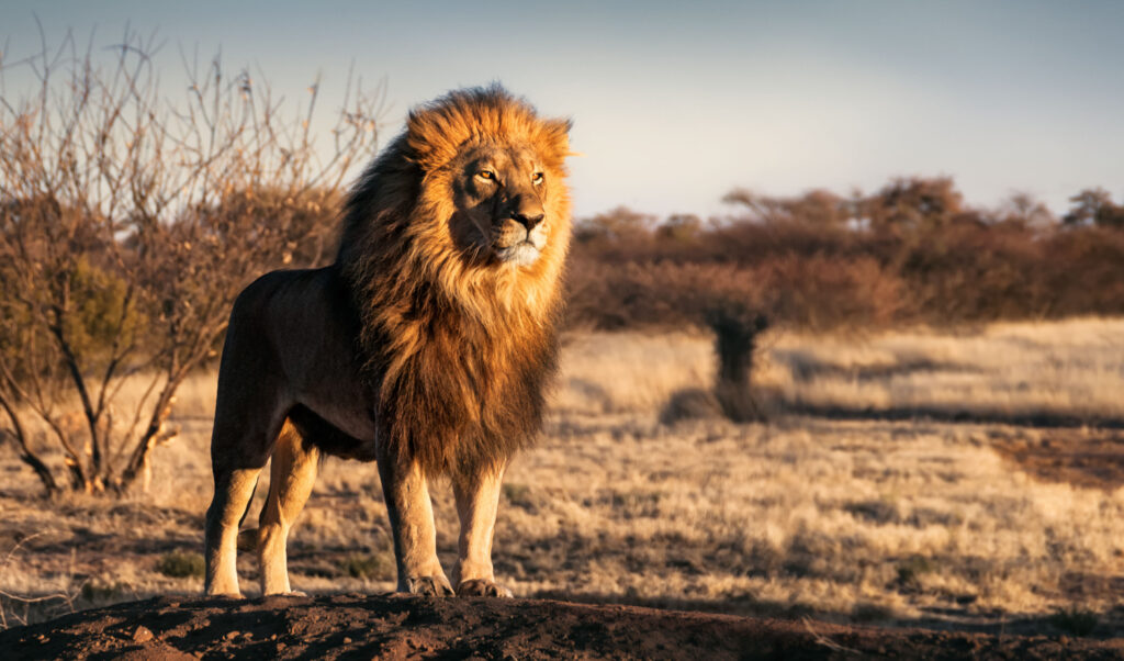 Tanzania Map 5 Regal lion standing proudly in the plains of Tanzania
