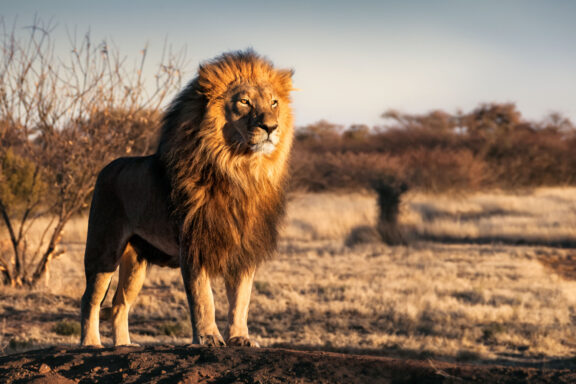 Regal lion standing proudly in the plains of Tanzania