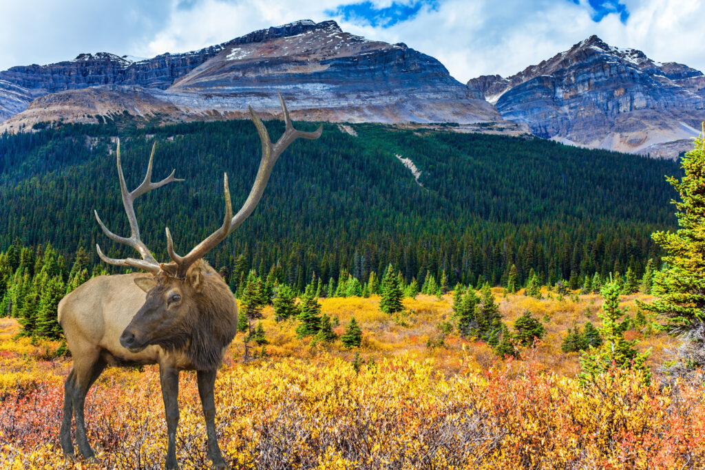 Gorgeous scenery and wildlife of the Rockies