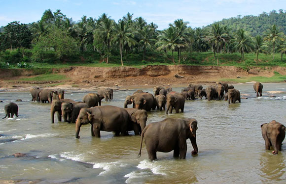 A herd of elephants bathing in a river with lush greenery and palm trees in the background.