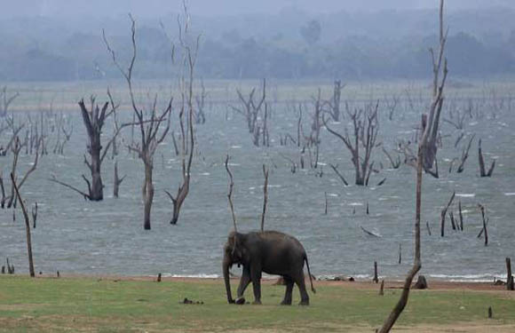 An elephant stands near a water body with dead trees, under a hazy background, possibly due to mist or light rain.