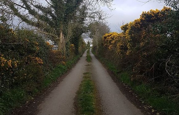 A narrow rural road lined with greenery and yellow flowering bushes under an overcast sky.