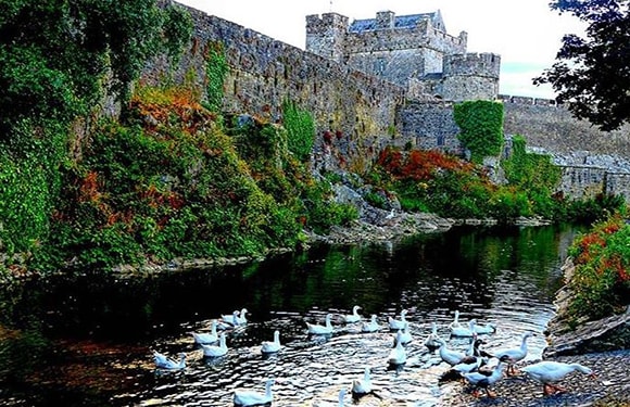 An image of a stone castle on a hill with vegetation, overlooking a river with several swans.