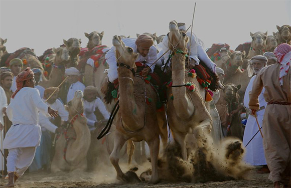 People in traditional dress watch two camels in a dust-kicking confrontation or activity.