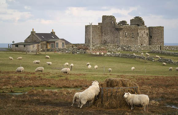 A rural scene with sheep grazing in a field, a stone castle ruin in the background, a house to the left of the castle, and a cloudy sky overhead.