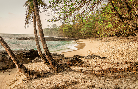 A tropical beach with slanted palm trees, sandy shore, and rocky outcrops near the water's edge, with calm sea in the background.