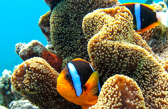 A clownfish swimming near sea anemones in a clear underwater environment.