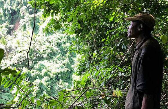 A person wearing a hat stands on the right, looking out over a dense, green forest canopy.