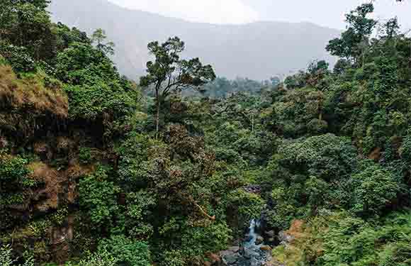 A dense, lush green forest with a small stream running through it, with misty mountains in the background.