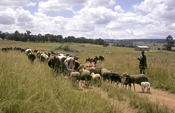 A person standing in a field with a herd of sheep, under a cloudy sky.