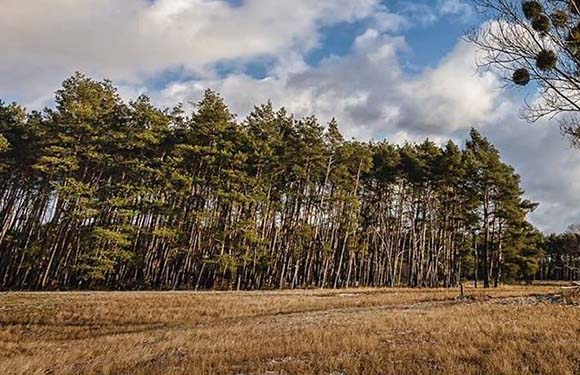 A landscape featuring a dry grassy field in the foreground with a dense forest of tall pine trees in the background under a partly cloudy sky.