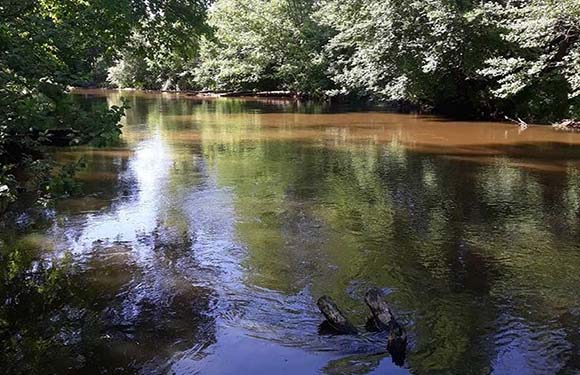 A tranquil river surrounded by lush greenery with ducks swimming in the foreground.