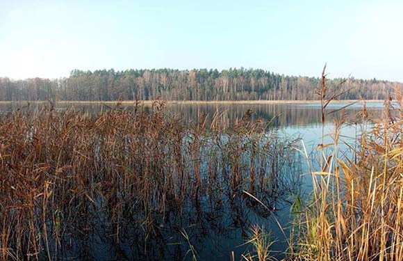 A tranquil lake with reeds in the foreground and a forest in the background under a clear sky.