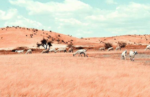 A herd of zebras grazing on a savannah with sparse trees and rolling hills in the background under a partly cloudy sky.