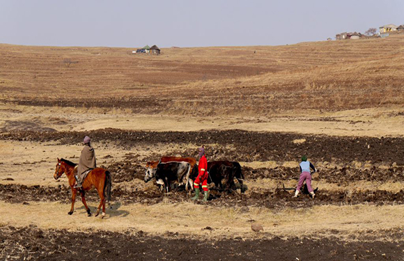 A person on a horse watches another guide oxen plowing a field, with small structures on a barren landscape behind.