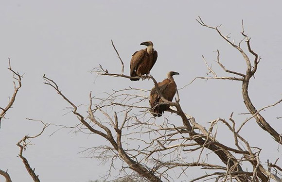 Two vultures perched on the bare branches of a tree against a clear sky.