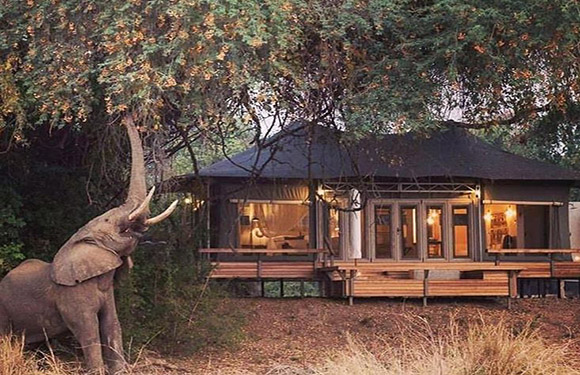 An elephant reaching up to a tree with its trunk in front of a luxury tented camp at dusk.