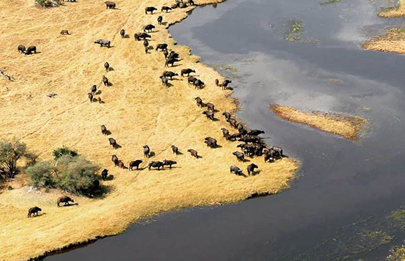 Aerial view of a herd of buffalo near a water body with dry grassland surroundings.