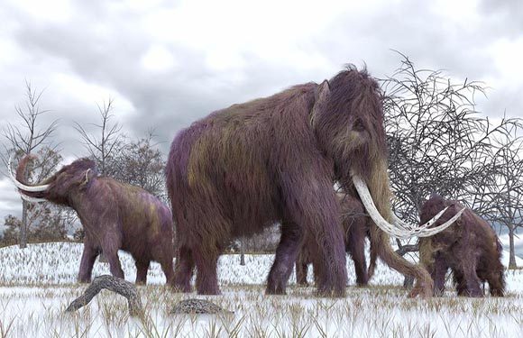 Three woolly mammoths in a snowy landscape with bare trees in the background.