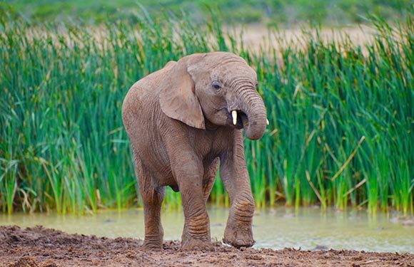 A young elephant standing by a waterhole with tall green grass in the background.