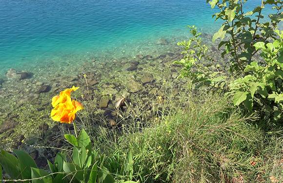 A yellow flower with green foliage overlooks clear blue water with visible rocks, under bright daylight.