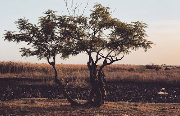 A solitary tree with a twisted trunk and sparse foliage stands in a dry landscape with tall grasses in the background under a hazy sky.