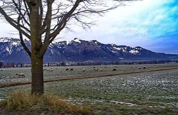 A blurry landscape with a tree in the foreground, a field with grazing animals, and mountains in the background under a partly cloudy sky.