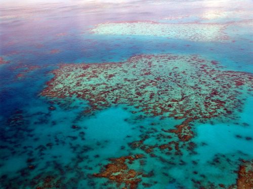 Aerial view of a coral reef in shallow blue waters.