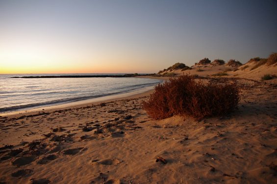 A beach scene during sunset with gentle waves, a clear sky, and sand dunes with sparse vegetation on the right.