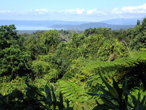 A vibrant tropical forest with diverse flora, overlooking a serene blue sea and distant mountains under a clear sky.