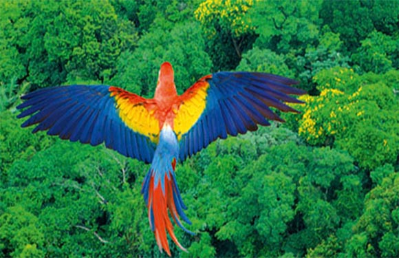 A colorful macaw flying with its wings spread over a lush green forest canopy.