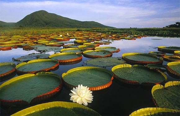 A peaceful landscape with a calm lake dotted with lily pads, a blooming white lily, and a hill against a clear sky.