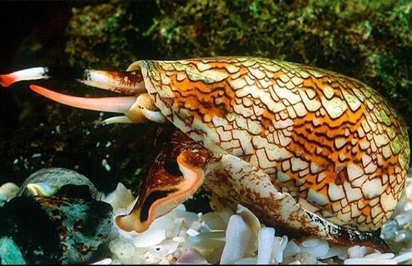 A colorful marine mollusk, known as a cone snail, with a patterned shell and extended proboscis, on the ocean floor.