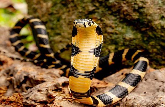 A banded black and yellow snake is coiled defensively in a forest, with a blurred background.