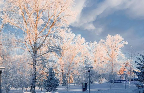 A winter scene with snow-covered trees under a blue sky with clouds.