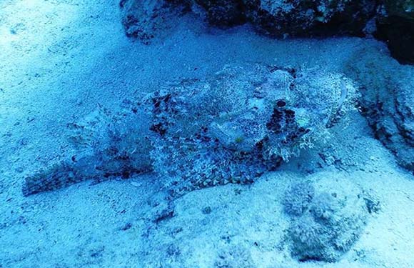 A camouflaged fish blending in with the sandy and rocky ocean floor.