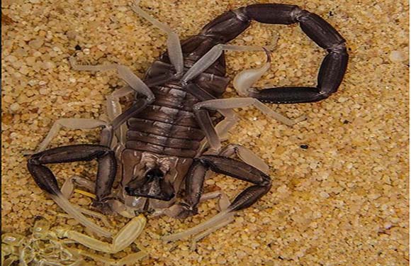 A scorpion on sandy ground.