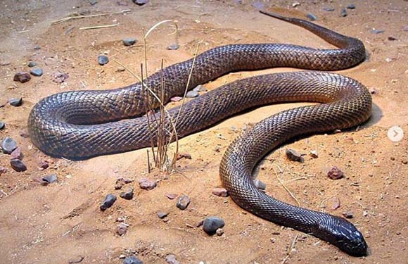 A large snake on sandy ground with small rocks scattered around.