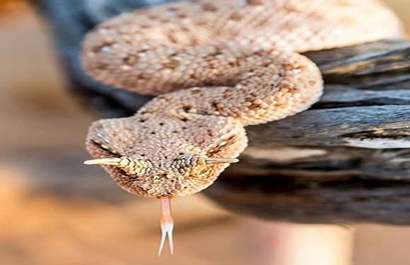 A close-up of a coiled rattlesnake with its tongue flicking out, resting on a wooden surface.