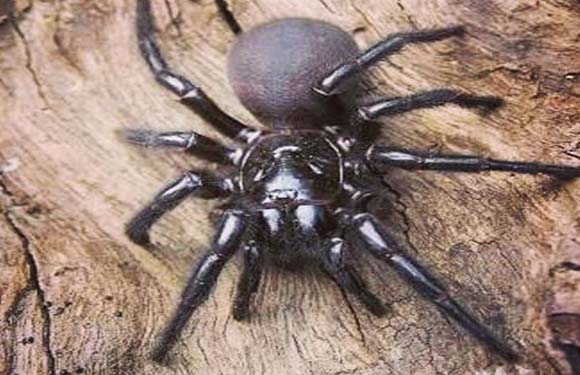 A spider on a wooden surface.