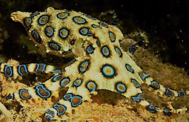 A blue-ringed octopus on a sandy seabed.