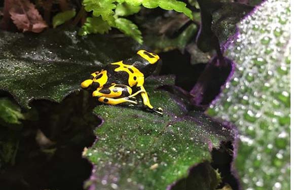 A small yellow and black frog sitting on a green leaf with water droplets visible on the leaf surface.