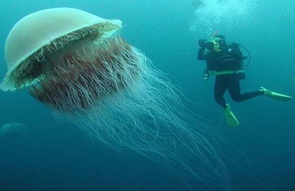 A scuba diver underwater near a large jellyfish.