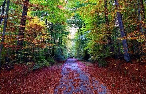 A narrow road covered with fallen leaves, flanked by dense trees with autumn-colored foliage.