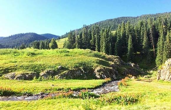 A scenic view of a lush green meadow with a small stream, surrounded by dense pine forests and hills under a clear blue sky.