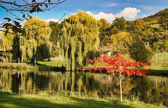 A peaceful pond scene with greenery, weeping willows, a red bush reflecting on water, set against a hill and clear sky.