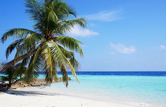 A tropical beach scene with clear blue skies, a single palm tree, and turquoise water.