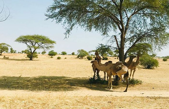 A group of camels standing under a tree in a desert landscape with sparse vegetation.