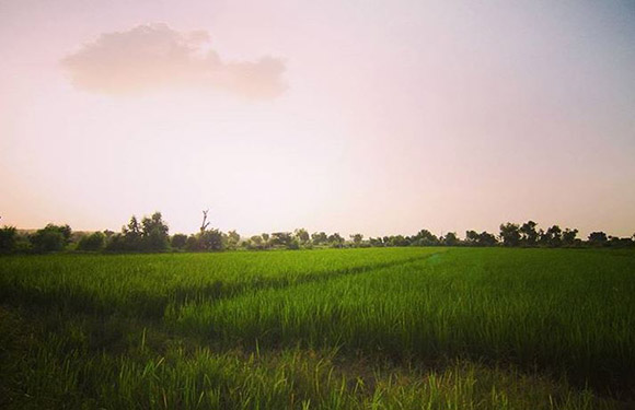 A landscape view of a lush green field with trees in the background under a soft pink sky with a single cloud.